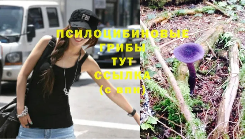 Галлюциногенные грибы Psilocybe  Покачи 